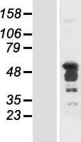HNRNP-E2 / PCBP2 Protein (Over-Expression Lysate Myc-DDK (Flag))