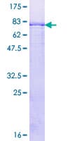 Human P3H4 / LEPREL4 Protein (Recombinant GST)