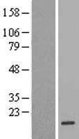 FKBP2 Protein (Over-Expression Lysate Myc-DDK (Flag))