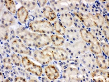 CRY2 Antibody