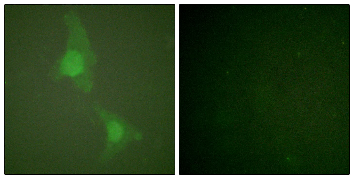 ADD1 / Adducin Alpha Antibody (C-Terminus)