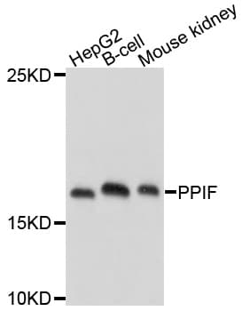 PPIF / Cyclophilin F Antibody