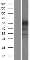 SYNCRIP / HnRNP Q Protein (Over-Expression Lysate Myc-DDK (Flag))