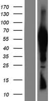 TTC39B Protein (Over-Expression Lysate Myc-DDK (Flag))
