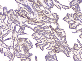 Polyclonal Rabbit anti-Human BMP15 Antibody (IHC, WB)