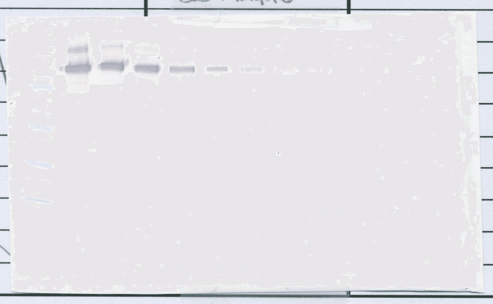 CD274 / B7-H1 / PD-L1 Antibody