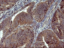 ACAA2 Antibody (clone OTI3H9)