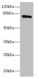SLCO2B1 Antibody