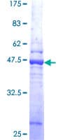 Human AP3S1 Protein (Recombinant GST)