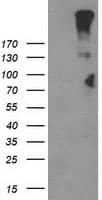 GPR49 / LGR5 Antibody (aa250-550, clone OTI11B5)