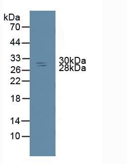 NME6 Antibody (aa13-241, Biotin)