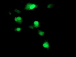 SOCS3 Antibody (clone OTI5C2)