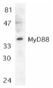 MYD88 Antibody