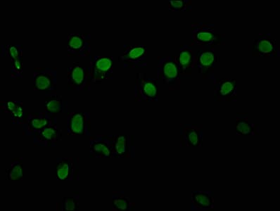 HIST1H3A Antibody (phospho-Thr6)