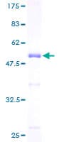 Human DSC92 / NGRN Protein (Recombinant GST)