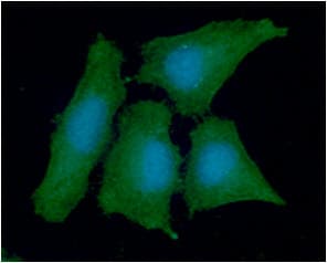 Monoclonal Mouse anti-Human PPA1 Antibody (clone AT4G4, WB)