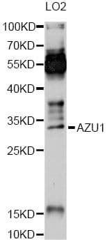 AZU1 / Azurocidin Antibody