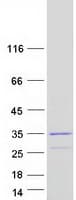 Human DCUN1D4 Protein (Recombinant Myc-DDK (Flag))