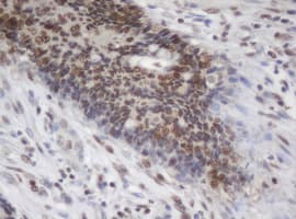 JUN / c-Jun Antibody (clone OTI3C1)