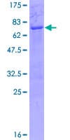 Human TEF Protein (Recombinant GST)
