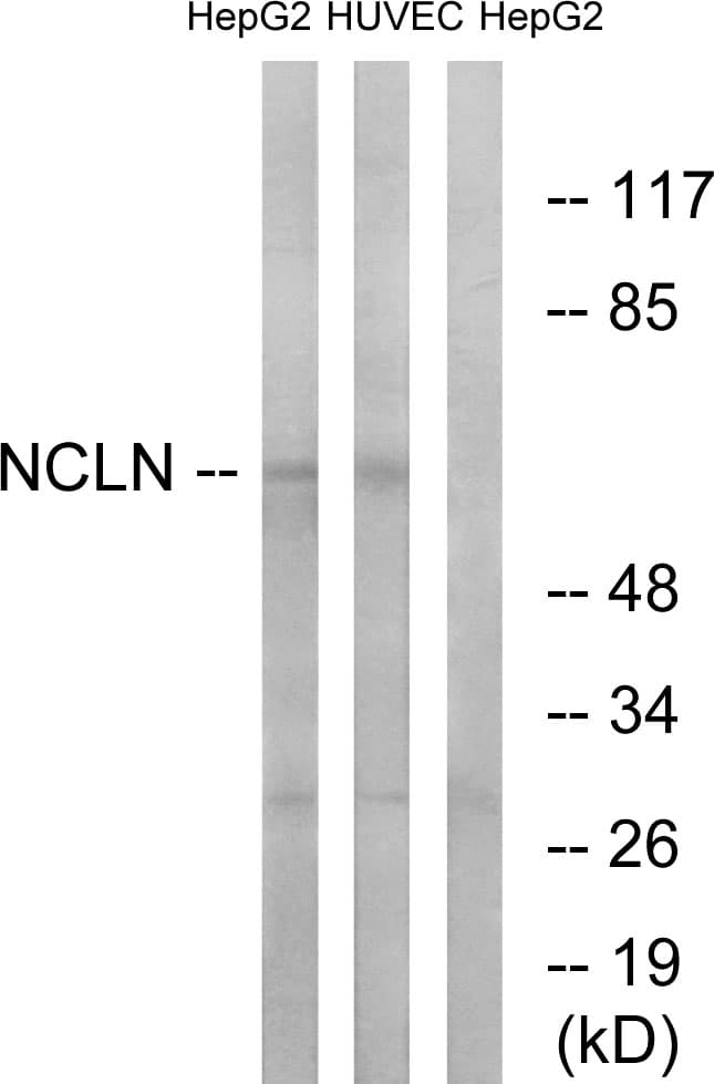 NCLN Antibody