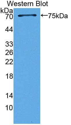 TFDP1 Antibody (aa6-410)