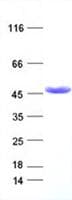 Human IDH1 / IDH Protein (Recombinant DDK,C-terminus)