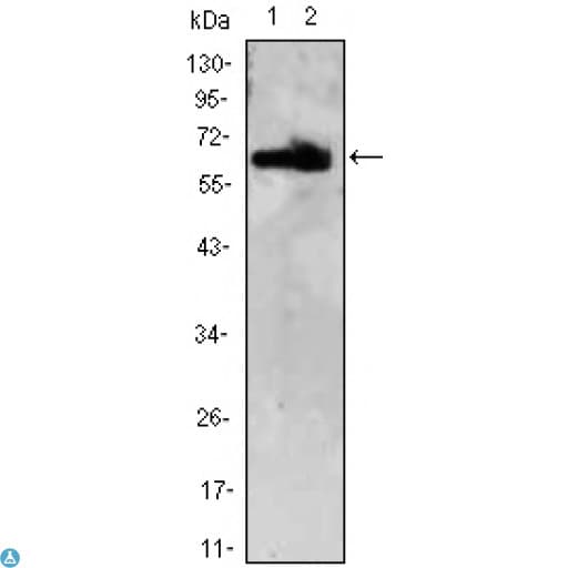Monoclonal Mouse anti-Human ZBTB7B / HcKrox Antibody (IHC, IF, WB)