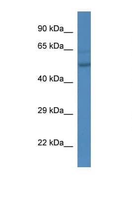 ESRRA / ERR Alpha Antibody (C-Terminus)