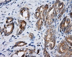 BAP / SIL1 Antibody (clone OTI1C4)