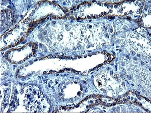 KITLG / SCF Antibody (clone OTI6E5)