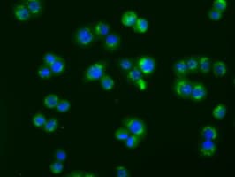 ACAT2 Antibody (clone OTI5C9, Carrier-free)