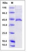 Human APOL1 / Apolipoprotein L (Recombinant His,C-terminus)