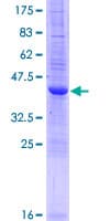 Human IFITM2 Protein (Recombinant GST)