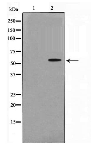 DOK3 Antibody
