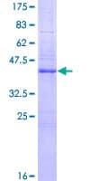 Human DOCK180 / DOCK1 Protein (Recombinant GST)