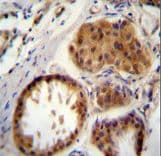 UBE2S / E2 EPF Antibody (aa192-222)