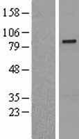 SENP5 Protein (Over-Expression Lysate Myc-DDK (Flag))