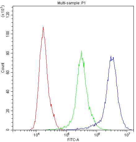 PRX / Periaxin Antibody