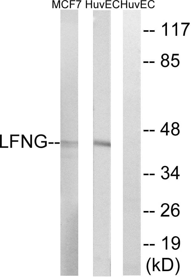 LFNG / Lunatic Fringe Antibody