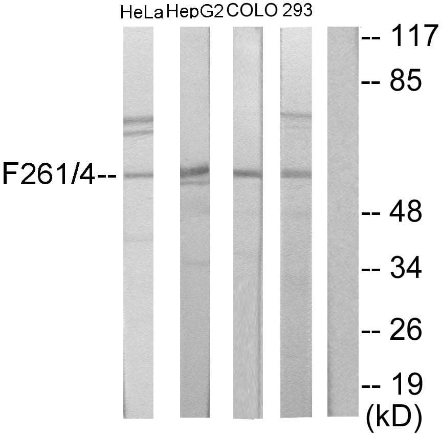 PFKFB1+4 Antibody