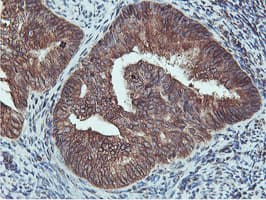 Monoclonal Mouse anti-Human APMAP / C20orf3 Antibody (clone 4F6, Carrier-free, IHC, WB)