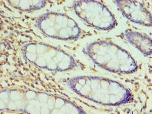 H2AFZ / H2A.z Antibody (aa1-128)