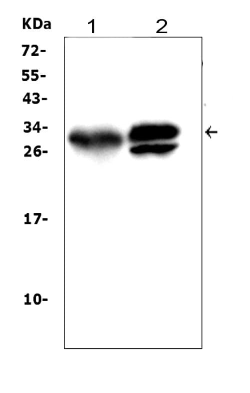 KLK1 / Kallikrein 1 Antibody (aa243-261)