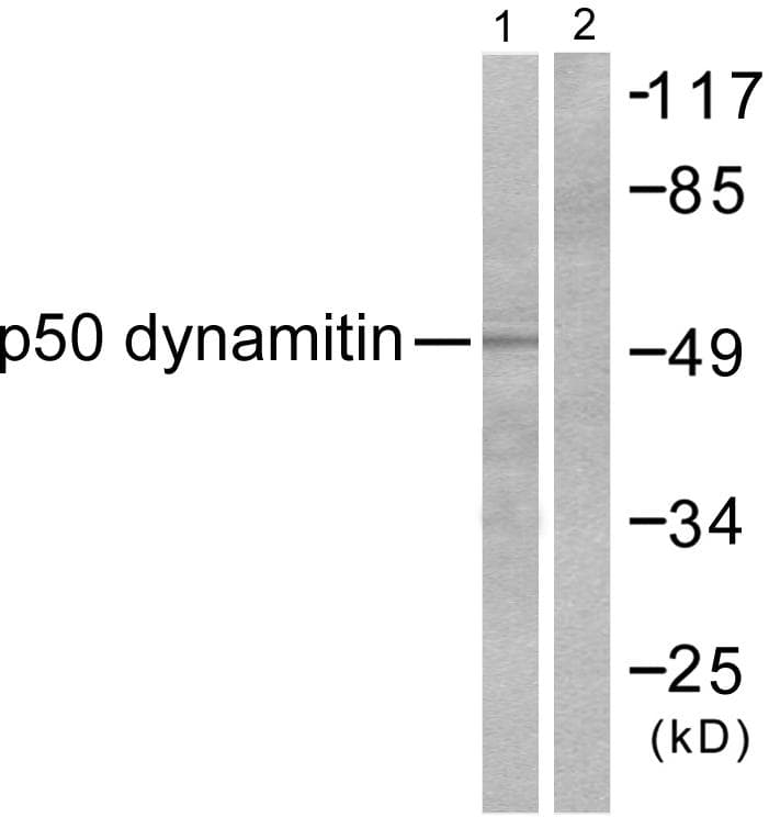 Dynactin 2 / Dynamitin Antibody