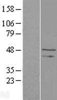 TAF1A Protein (Over-Expression Lysate Myc-DDK (Flag))
