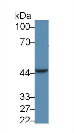 PDK1 Antibody (aa233-430)