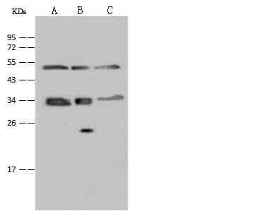 SUCLG1 / GALPHA Antibody (Preservative Free)