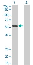 SIGLEC6 Antibody (clone 2G6)