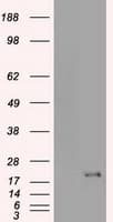 Monoclonal Mouse anti-Human p16INK4a / CDKN2A Antibody (clone OTI4C11, IF, WB)